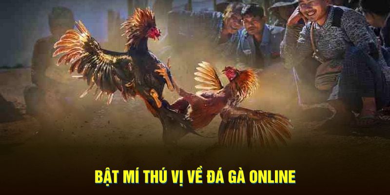 Bật mí thú vị về đá gà online 