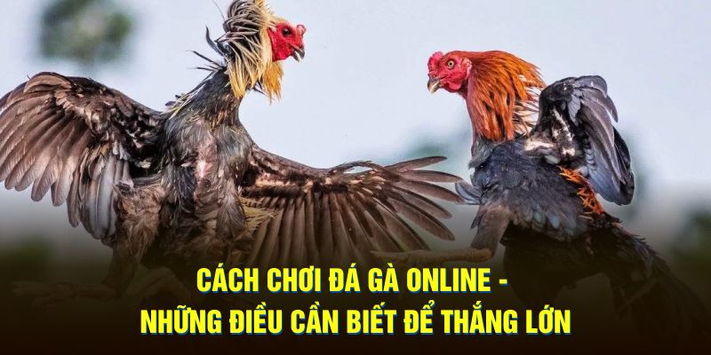 Cách chơi đá gà online những điều cần biết để thắng lớn